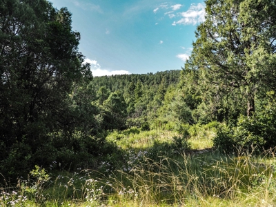 Northern NM Land for Sale Chama NM Real Estate in the Brazos - image 6