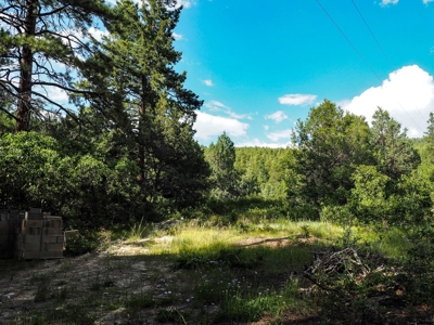 Northern NM Land for Sale Chama NM Real Estate in the Brazos - image 2