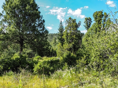 Northern NM Land for Sale Chama NM Real Estate in the Brazos - image 7