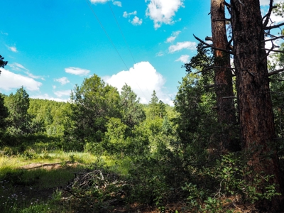 Northern NM Land for Sale Chama NM Real Estate in the Brazos - image 1