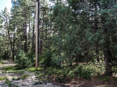 Northern NM Land for Sale Chama NM Real Estate in the Brazos - image 14