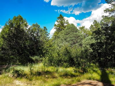 Northern NM Land for Sale Chama NM Real Estate in the Brazos - image 12