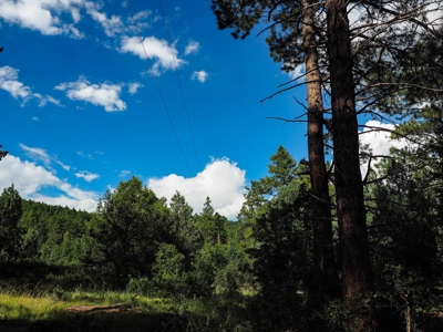 Northern NM Land for Sale Chama NM Real Estate in the Brazos - image 15
