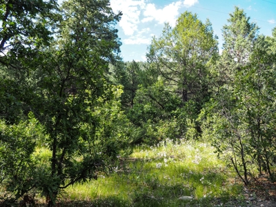 Northern NM Land for Sale Chama NM Real Estate in the Brazos - image 4