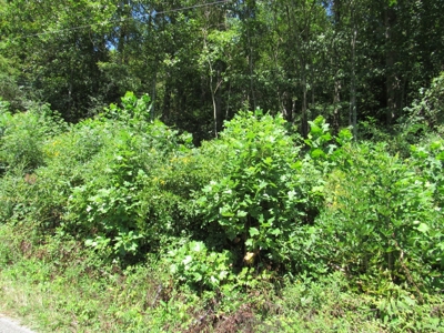 Recreational Property For Sale Abingdon VA - image 5