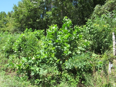 Recreational Property For Sale Abingdon VA - image 4