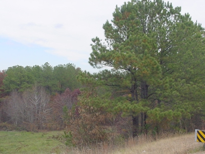 TN Residential Commercial Land For Sale Highway 64 30.5 Acre - image 5