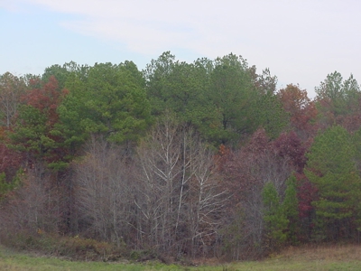 TN Residential Commercial Land For Sale Highway 64 30.5 Acre - image 6