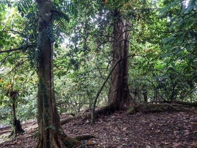 Mainland Property with Fertile Soil and Fresh Water Spring - image 12