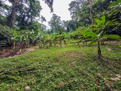 Mainland Property with Fertile Soil and Fresh Water Spring - image 4