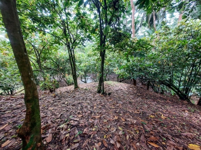 Mainland Property with Fertile Soil and Fresh Water Spring - image 8