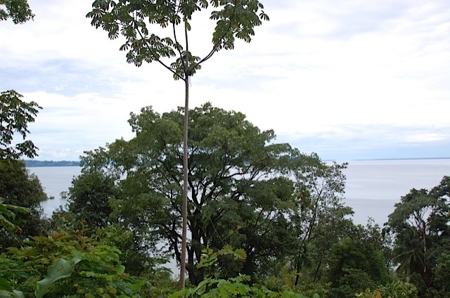 Mainland Property with Fertile Soil and Fresh Water Spring - image 1