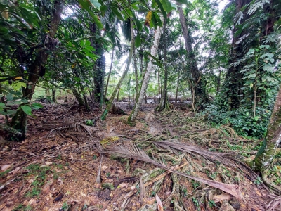 Mainland Property with Fertile Soil and Fresh Water Spring - image 5