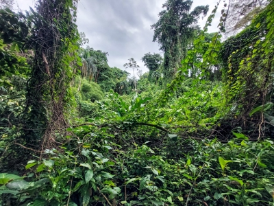Mainland Property with Fertile Soil and Fresh Water Spring - image 10