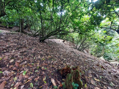 Mainland Property with Fertile Soil and Fresh Water Spring - image 7