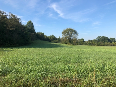 .55 Acres Unrestricted Land in Hawkins Co., TN - image 3