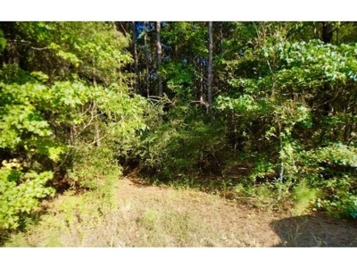Land For Sale Nacogdoches, TX Hunting Developmental Timber - image 2