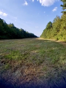 Land For Sale Nacogdoches, TX Hunting Developmental Timber - image 3