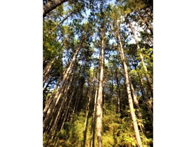 Land For Sale Nacogdoches, TX Hunting Developmental Timber - image 1