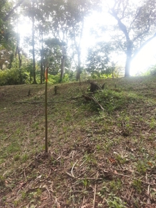 Affordable, Buildable lot Isla Solarte Bocas del Toro Panama - image 11