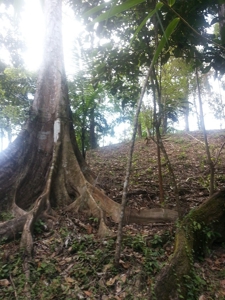 Affordable, Buildable lot Isla Solarte Bocas del Toro Panama - image 15