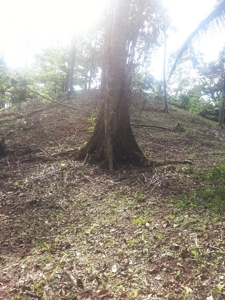 Affordable, Buildable lot Isla Solarte Bocas del Toro Panama - image 13