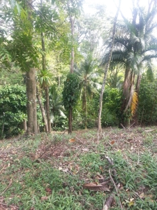 Affordable, Buildable lot Isla Solarte Bocas del Toro Panama - image 7