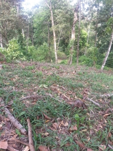 Affordable, Buildable lot Isla Solarte Bocas del Toro Panama - image 10