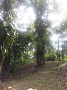 Affordable, Buildable lot Isla Solarte Bocas del Toro Panama - image 12