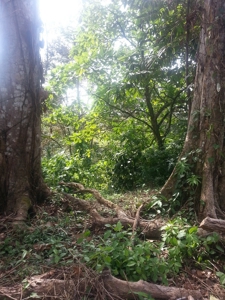 Affordable, Buildable lot Isla Solarte Bocas del Toro Panama - image 4