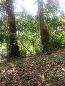 Affordable, Buildable lot Isla Solarte Bocas del Toro Panama - image 3