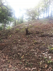 Affordable, Buildable lot Isla Solarte Bocas del Toro Panama - image 14