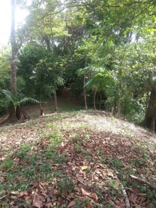 Affordable, Buildable lot Isla Solarte Bocas del Toro Panama - image 2