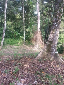 Affordable, Buildable lot Isla Solarte Bocas del Toro Panama - image 6