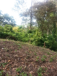 Affordable, Buildable lot Isla Solarte Bocas del Toro Panama - image 9