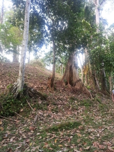 Affordable, Buildable lot Isla Solarte Bocas del Toro Panama - image 16