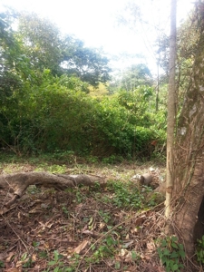 Affordable, Buildable lot Isla Solarte Bocas del Toro Panama - image 5