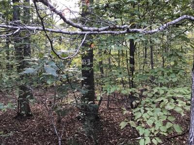 3 wooded acres close to National Forest. - image 5