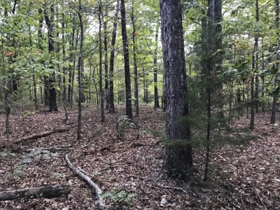 3 wooded acres close to National Forest. - image 2