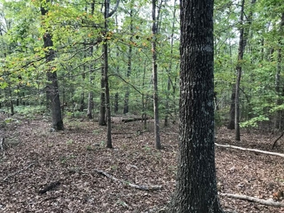 3 wooded acres close to National Forest. - image 4