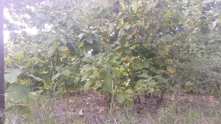 Costa Esmeralda Property - land for sale in panama - image 10
