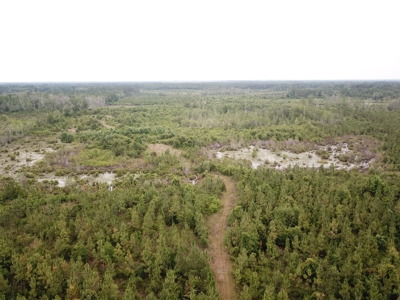 663ac Holmes County Florida Hunting Land - Deer - Turkey - image 5