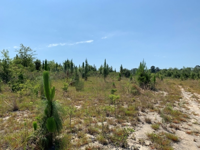 663ac Holmes County Florida Hunting Land - Deer - Turkey - image 35