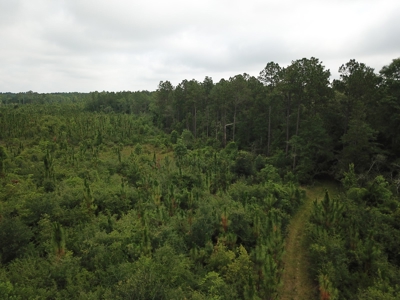 663ac Holmes County Florida Hunting Land - Deer - Turkey - image 21
