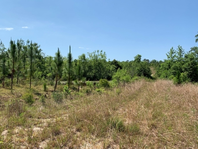 663ac Holmes County Florida Hunting Land - Deer - Turkey - image 33