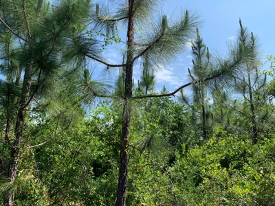 663ac Holmes County Florida Hunting Land - Deer - Turkey - image 32