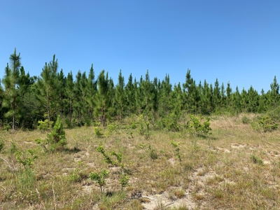 663ac Holmes County Florida Hunting Land - Deer - Turkey - image 31