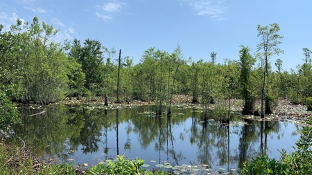 663ac Holmes County Florida Hunting Land - Deer - Turkey - image 34
