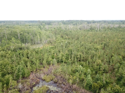 663ac Holmes County Florida Hunting Land - Deer - Turkey - image 8