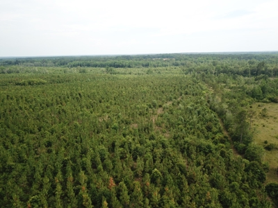 663ac Holmes County Florida Hunting Land - Deer - Turkey - image 3